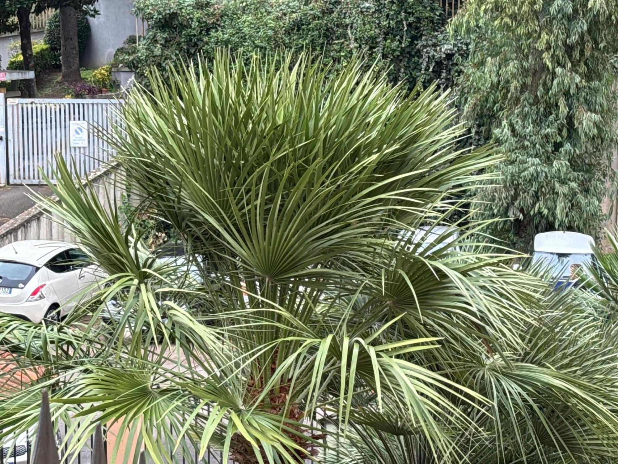 Diasof Apartments Ρώμη Εξωτερικό φωτογραφία